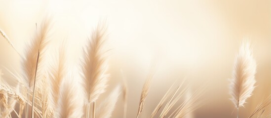 Close up of pampas grass texture on neutral beige background with sunlight Scandinavian boho...