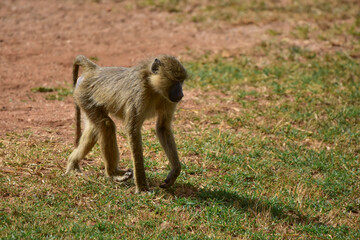 Young baboon monkey in savanna in Kenya National Park.