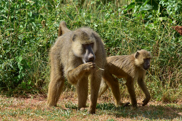 Baboon monkeys in the savannah in Kenya National Park.