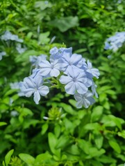 blue beautiful five-leaf flower, Plumbago auriculata, Cape leadwort..Kingdom: Plantae .Division: Magnoliophyta .Class: Magnoliopsida .Order: Caryophyllales .Family: Plumbaginaceae.Genus: Plumbago