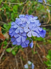 blue beautiful five-leaf flower, Plumbago auriculata, Cape leadwort..Kingdom: Plantae .Division: Magnoliophyta .Class: Magnoliopsida .Order: Caryophyllales .Family: Plumbaginaceae.Genus: Plumbago