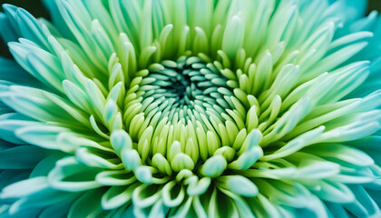 Blue-green chrysanthemum flower close-up. Macro shot.
