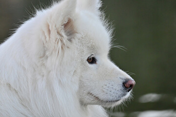samoyedo dog