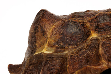 Panzer einer weiblichen Stutz-Gelenkschildkröte // Home's hinge-back tortoise - female (Kinixys...