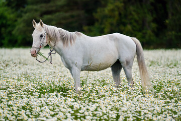 White Arabian horse grazing on forest meadow with many wild daisy flowers