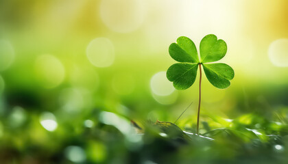 Clover with blurred background with space for text, concept St.Patrick 's Day - obrazy, fototapety, plakaty