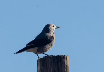 Canada Jay Hunting