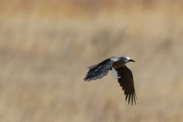 Canada Jay Hunting