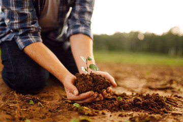 Man in a shirt holds a green plant in his hands. In the palms of an experienced farmer is a young...