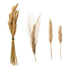 dried flowers, spikelets on transparent isolated background.