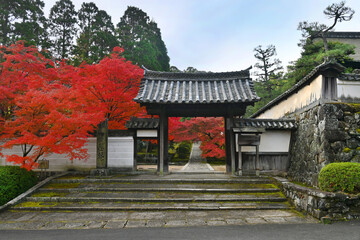 モミジの名所 京田辺市の一休寺 総門