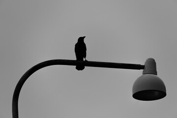 Low angle view of bird perching on street light against clear sky