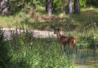 Curious fawn along the river.