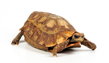 Naklejka premium Stutz-Gelenkschildkröte - Männchen // Home's hinge-back tortoise - male (Kinixys homeana) (Kinixys homeana)