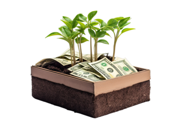 a plant growing in box of money On Transparent Background