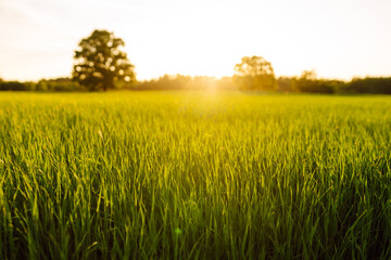 Meadow of green wheat at sunset. Natural composition. Young wheat grows in agricultural fields....