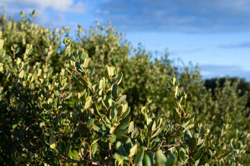 Ramas de árbol con el cielo de fondo,