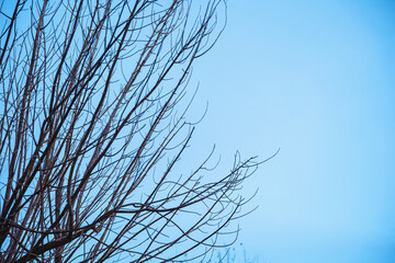 Ramas de árbol con el cielo de fondo,