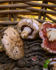 Setas y hongos recolectados con cesta de mimbre.