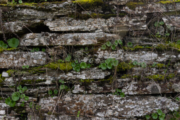 Pequeñas plantas creciendo entre las rocas.