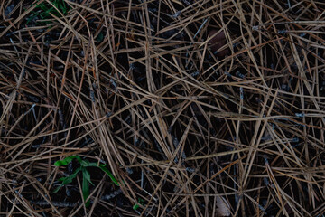 Pinaza seca en el suelo del bosque.