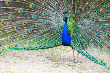 Peacock portrait. Beautiful colourful peackock feather