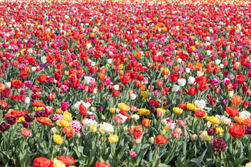 Blooming tulips field in Holland, springtime - beautiful floral green background