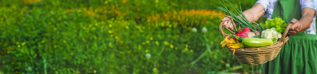 An old woman harvests vegetables in the garden. Selective focus.