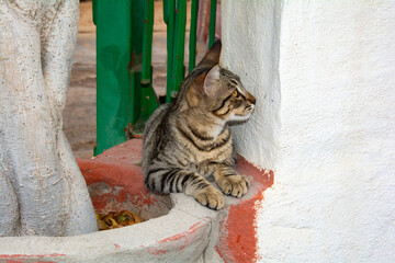 A striped street cat