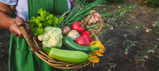 An old woman harvests vegetables in the garden. Selective focus.