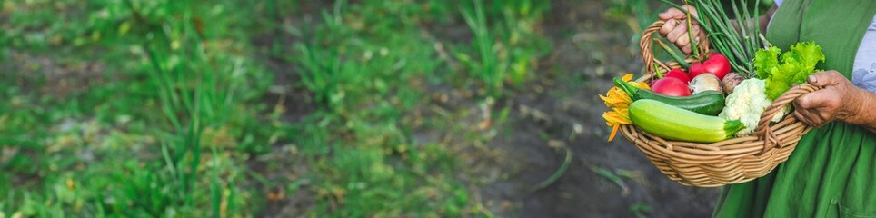 An old woman harvests vegetables in the garden. Selective focus.