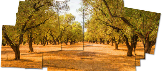 Creative picture of olive tree. Vintage design, natural background