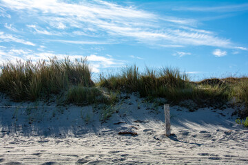 Beach grass on the beach