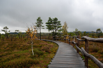 A wooden path in the Black Moor after a rain in autumn