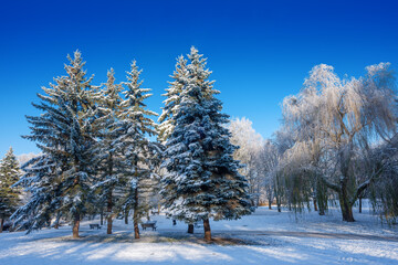 Zimowy krajobraz w parku w Olsztynie.	