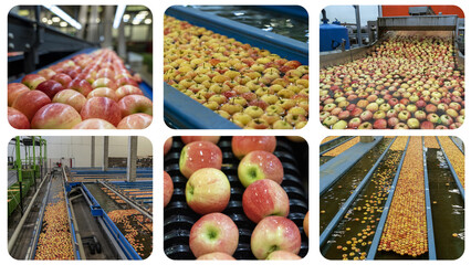 Apple Processing in Packing House - Photo Collage. Postharvest Handling of Apples. Apple Washing,...