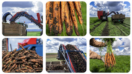 Carrot Harvesting - Collage. Carrot Harvester Unloading On The Go into a Tractor Trailer. Modern Agriculture Harvest Technology. Freshly Harvested Carrots. Commercial Production of Carrots.