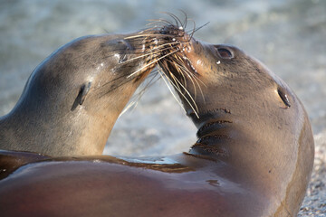 sea lion kiss
