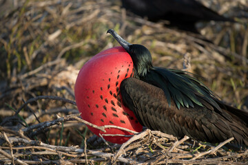 Naklejka premium Red bird