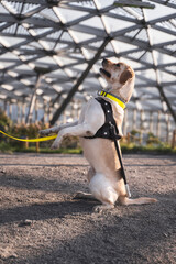 A guide dog Labrador performs the “bunny” command of its blind owner in the greenhouse - obrazy, fototapety, plakaty