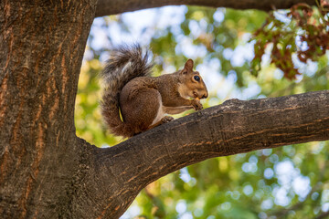 Eichhörnchen in schönem Licht auf einem Baum sitzend und an einer Eichel knabernd