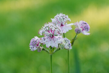 Delicate pink astrantia flowers in summer in the garden