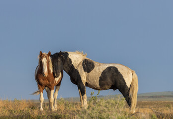 Pair of Wild Horses in Springtime in the Utah Desert
