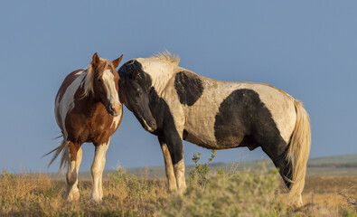 Obraz premium Pair of Wild Horses in Springtime in the Utah Desert