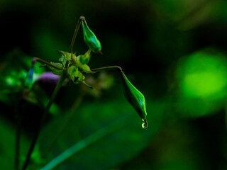 Wonderful play of colours with small drops of water in the sun. Close-up taken in the sunshine in the meadow.