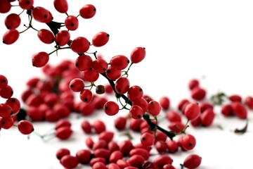 red fruits of berberis vulgaris bush at autumn