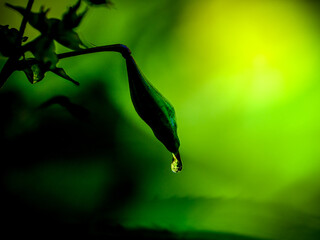 Wonderful play of colours with small drops of water in the sun. Close-up taken in the sunshine in...