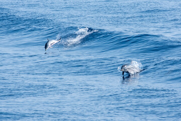 Delfine im freien Meer, eindrückliche Sprünge und Tauchgänge