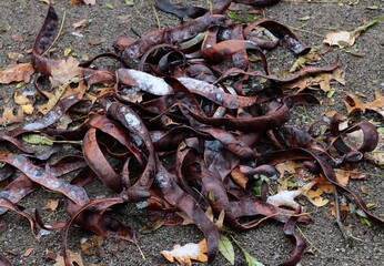brown,dried husks with seeds of Gleditschia Triacanthos-Leguminosae family 
