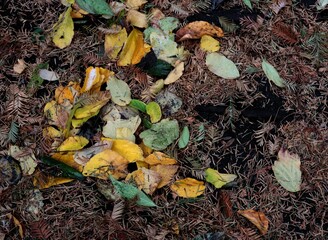 various fallen colorful leaves laying on ground at autumn in park